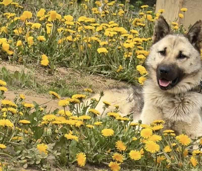 Rex