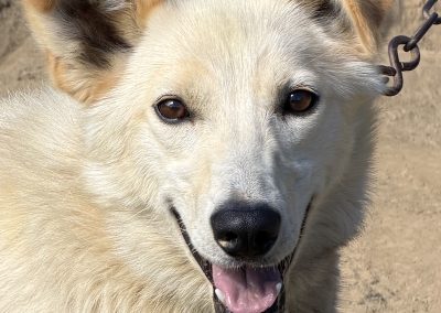 Palomino