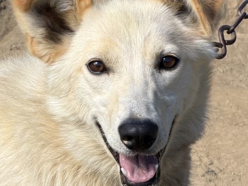 Palomino