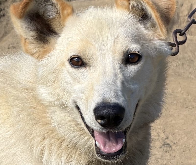 Palomino